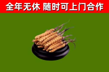 彭泽烟酒回收冬虫夏草.jpg