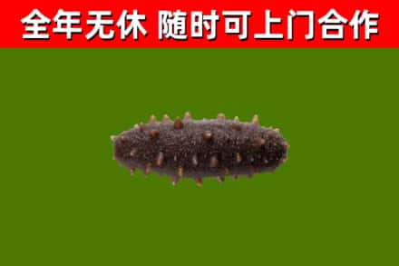 彭泽烟酒回收干海参.jpg